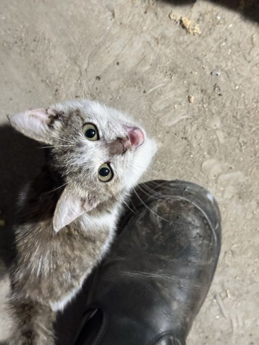 Еркек мысық