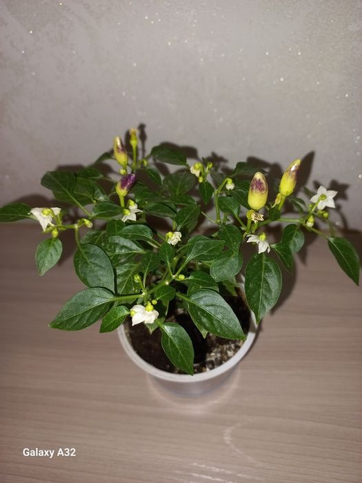 Перчик фиолетовый, декоративный