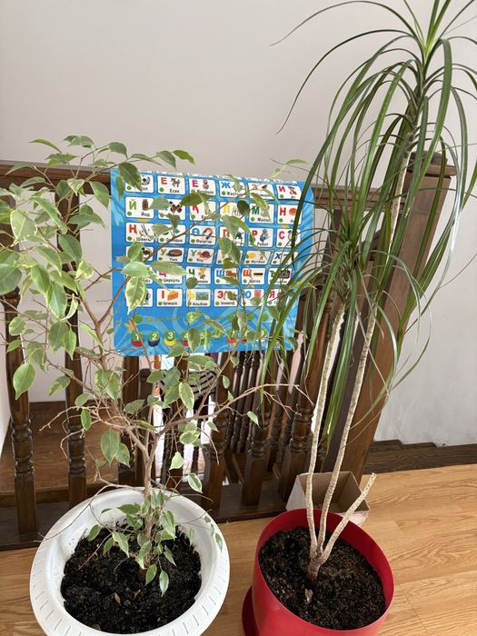 Комнатные цветы