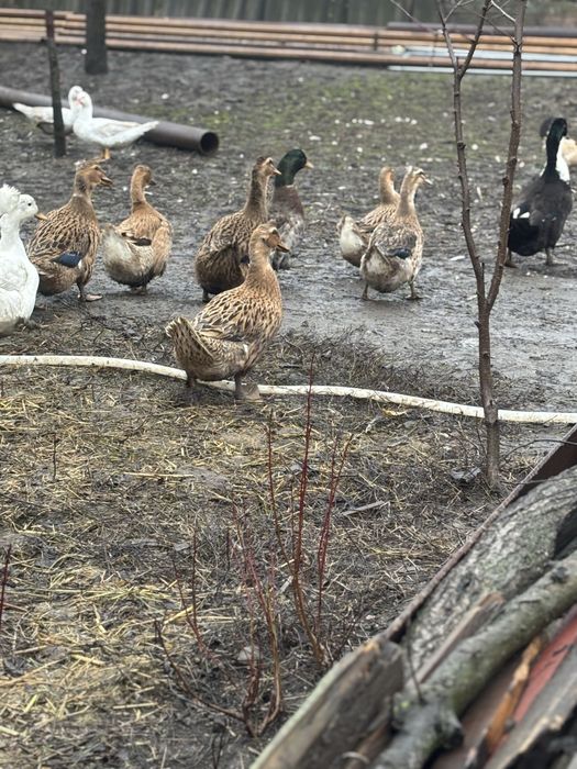 Rate românești de vanzare