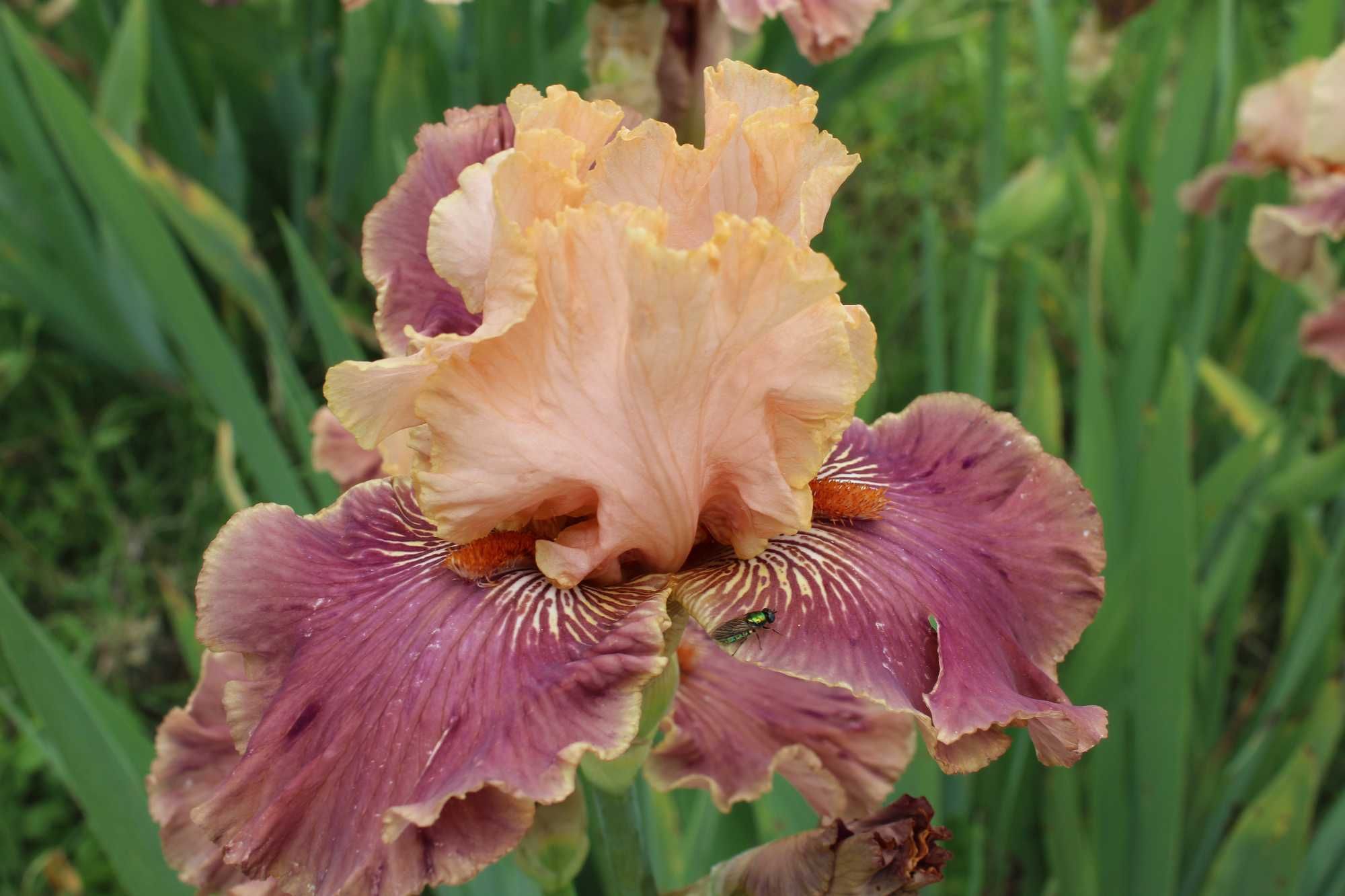Сортови   ириси (iris beadrded)
