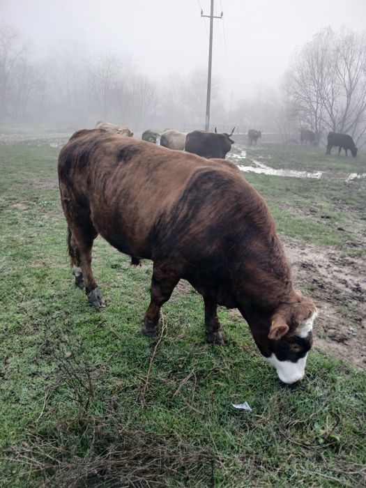 De vânzare un tauras