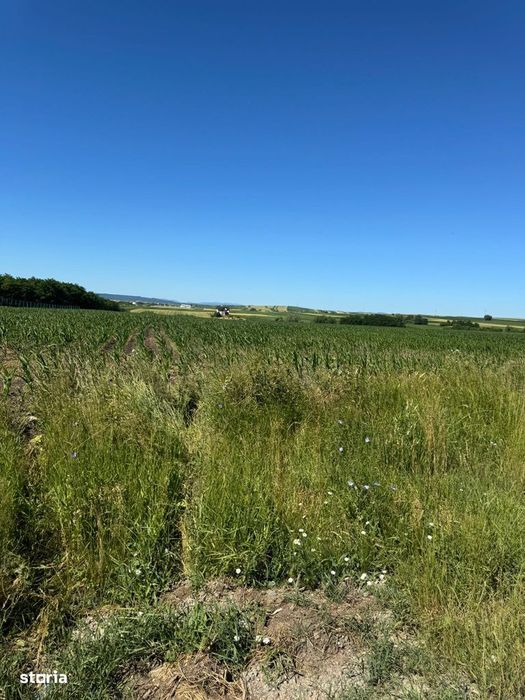 20 ari - la drumul spre Florinta, in zona de hale