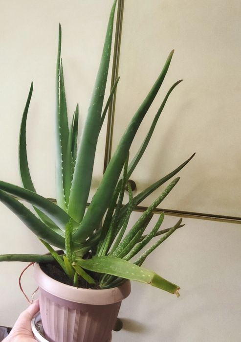 Продам два цветка