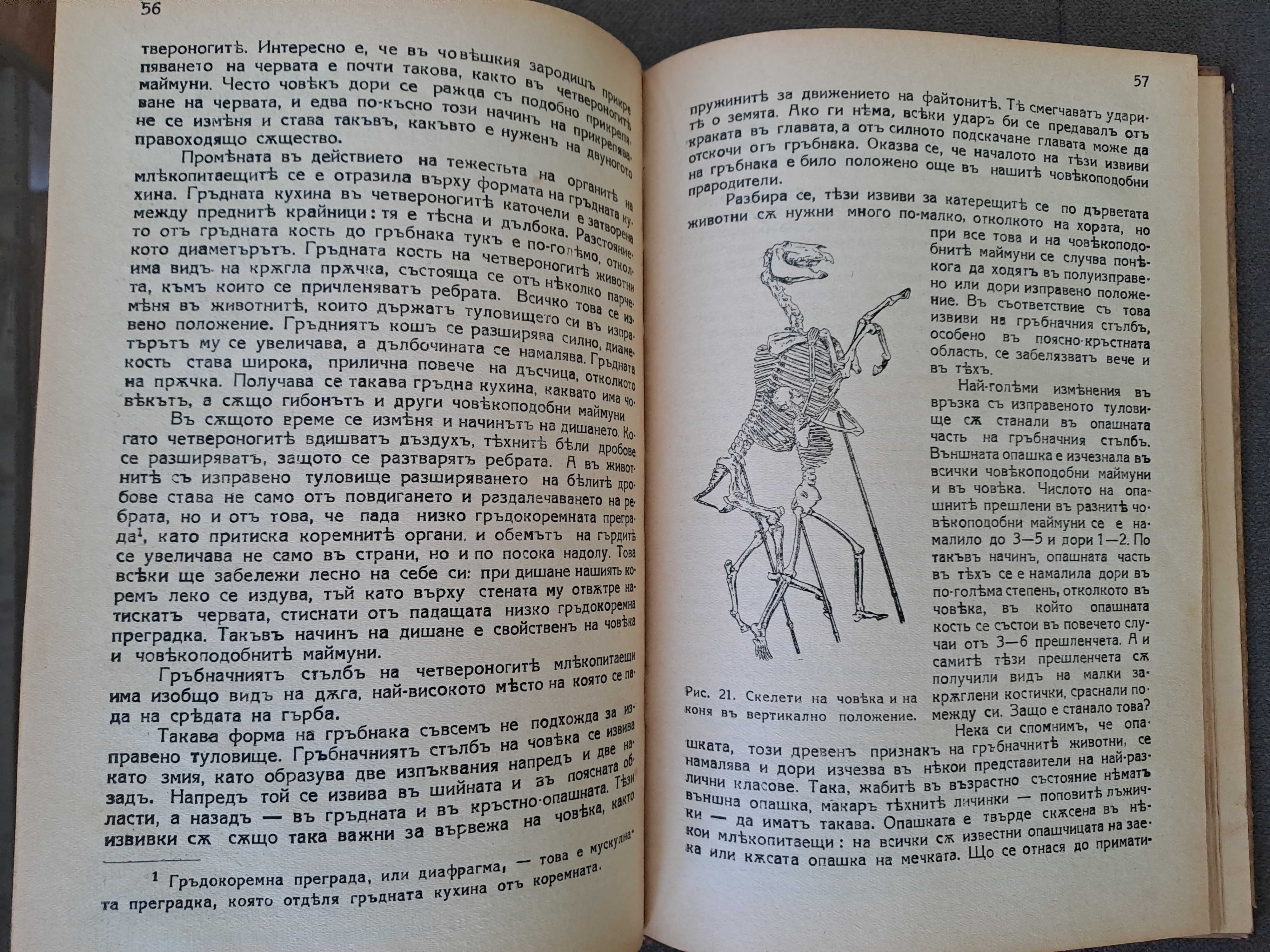 Стара книга Произходъ на човека Проф.М.А.Гремяцки