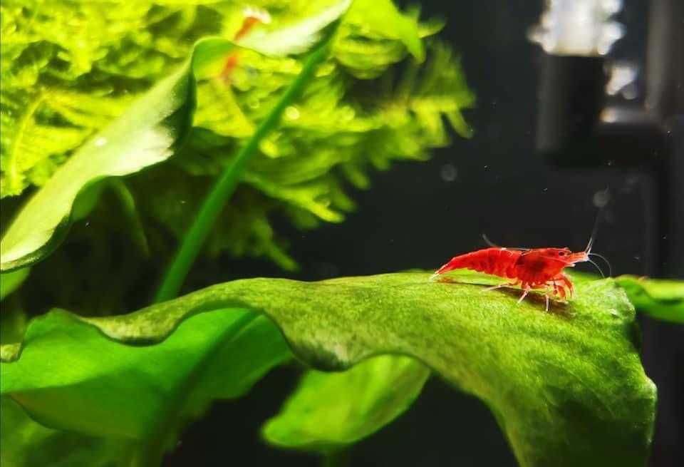 20 + 8 bonus Neocaridina Red Sakura grade creveti, Conuri de arin