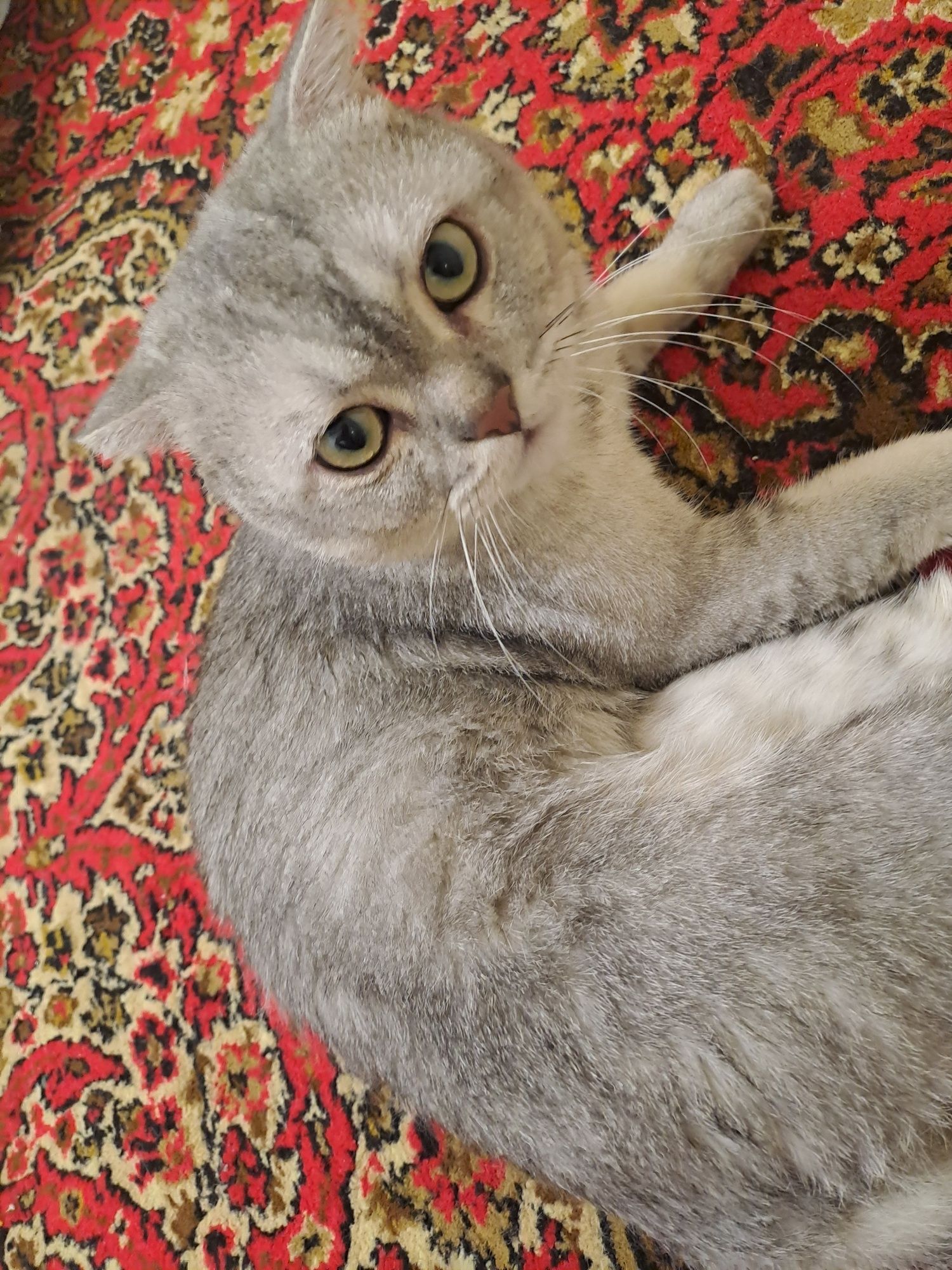 British fold mushuk