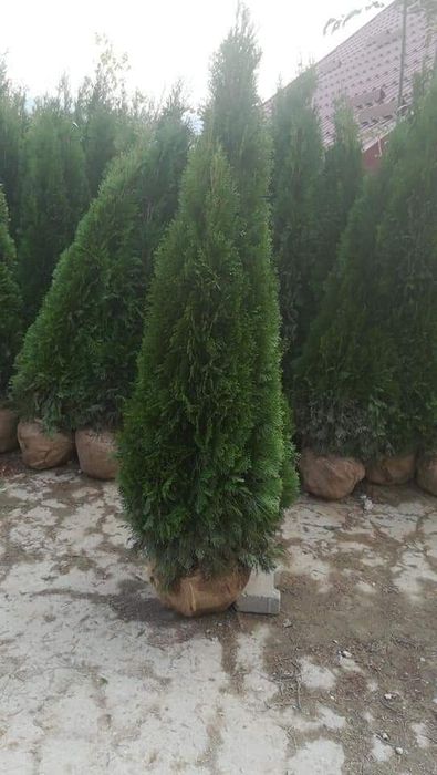 Plante ornamentale copaci ornamentali