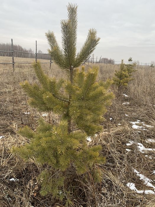 Сосна обыкновенная , продам