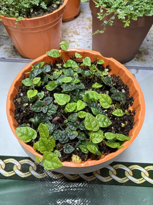 Продам фикус Пумила!