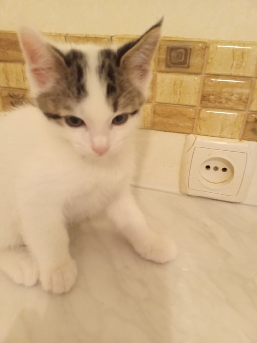 Продаются котята, в хорошие руки.