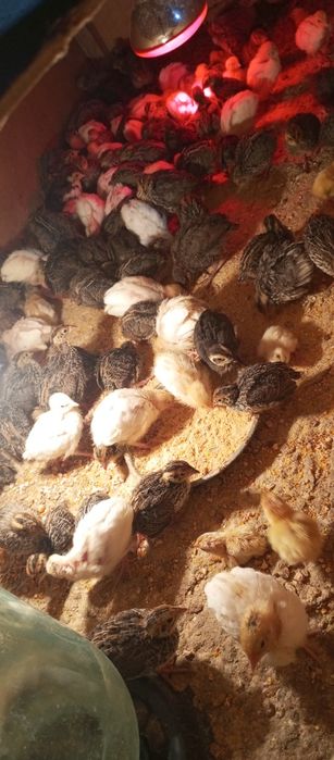 Бедана жўжалари сотилади