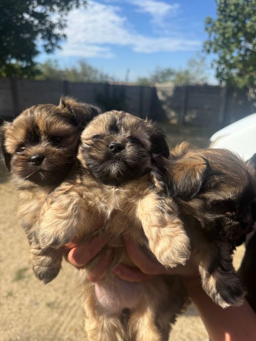 cățelusi cauta familie