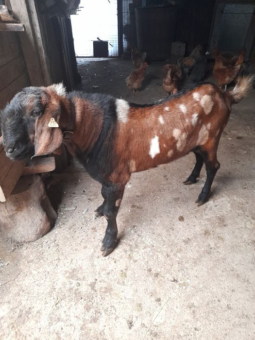 Țap Anglonubian de vânzare