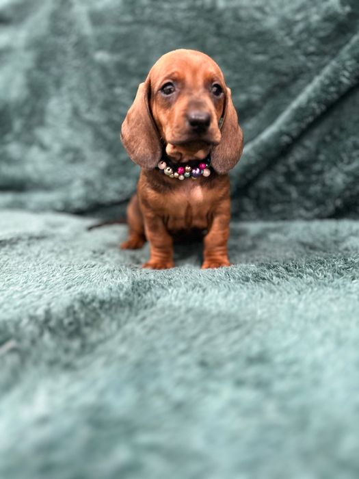 Femela teckel cu Pedigree FCI