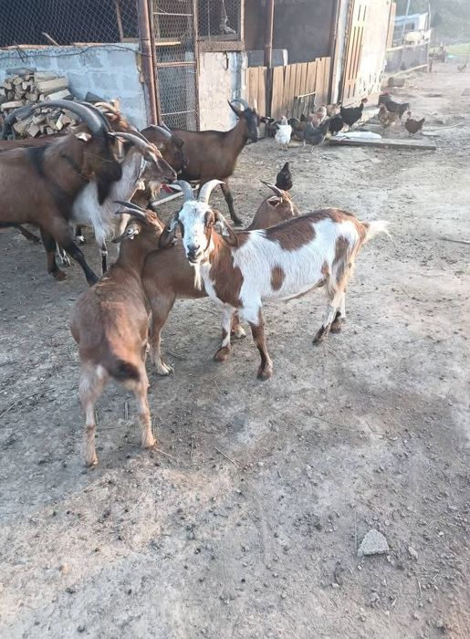 De vânzare ,cele mari sunt gestante cu țap alpin din poze