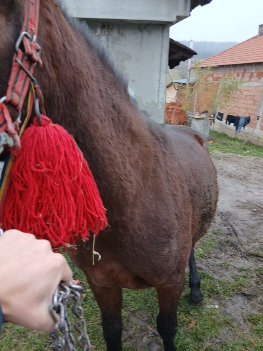 Vînd mînza de un 1 ani si 2 lun