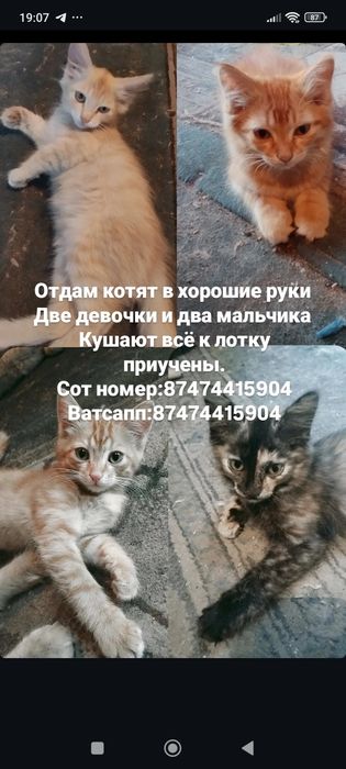 Отдам котят в добрые руки