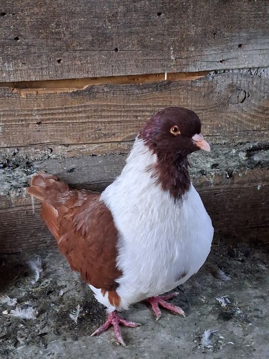 Porumbei vând sau schimb