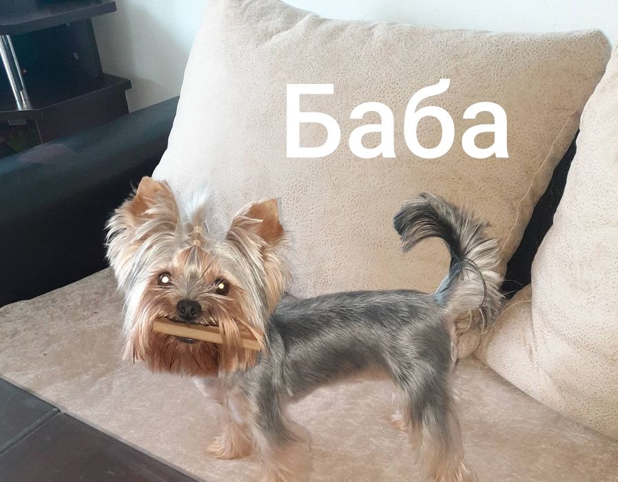 Йоркширски териер