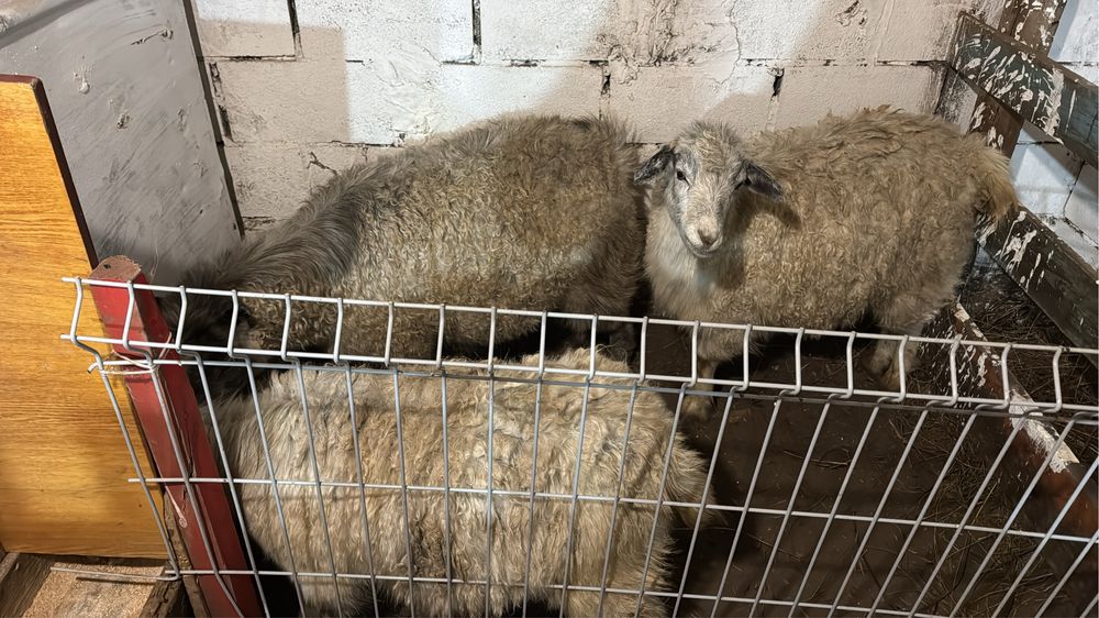 Продам коз , в количестве 3 штук