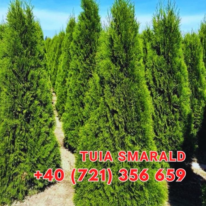 Tuia lilandi cupressocyparis & zmarard & multe alte plante va stam la