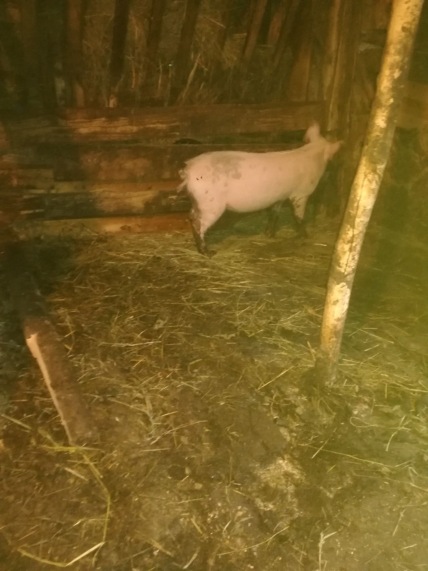 Vând o scrofiță frumoasa