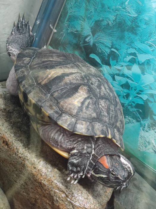 Продам аквариум с черепахой