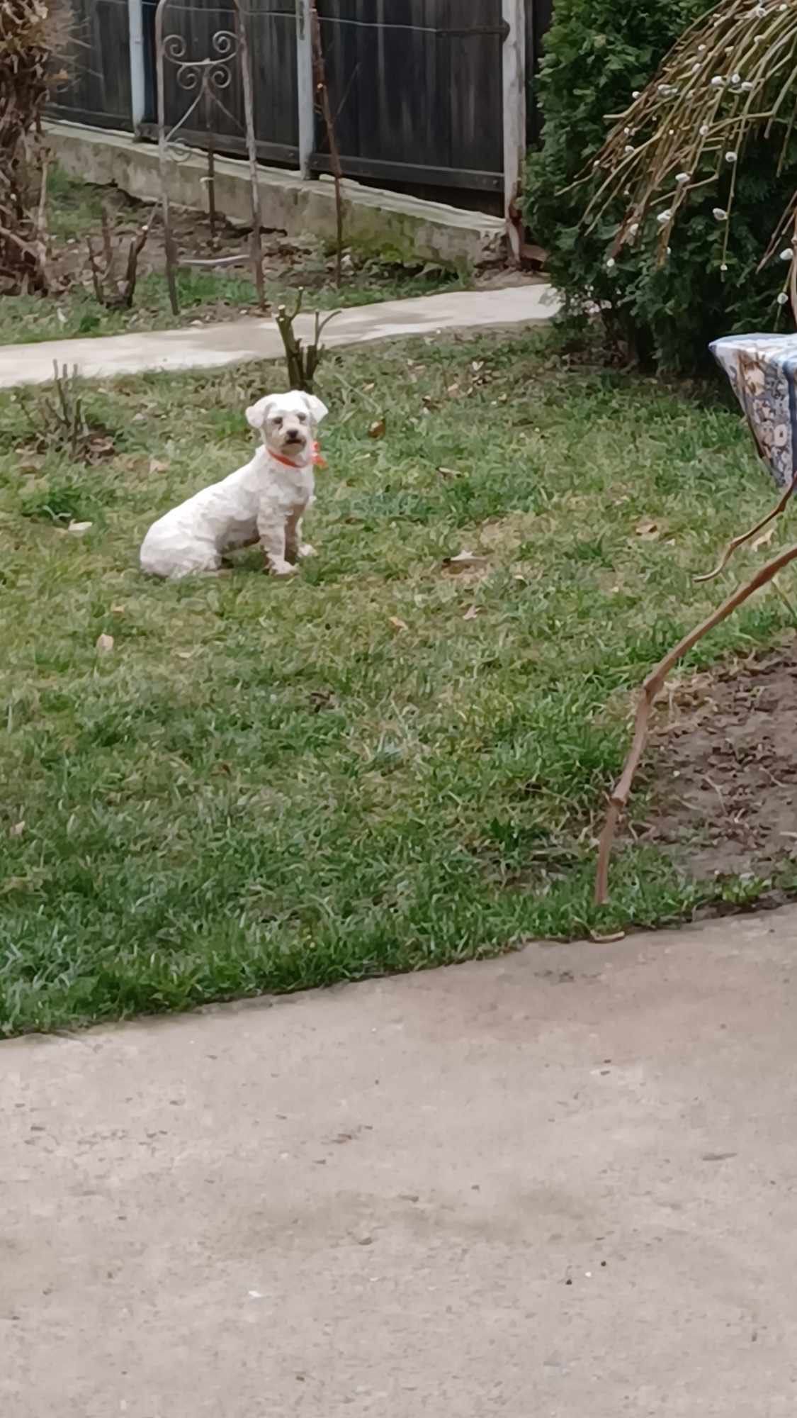 Bishon femela schimb cu pasari de curte.