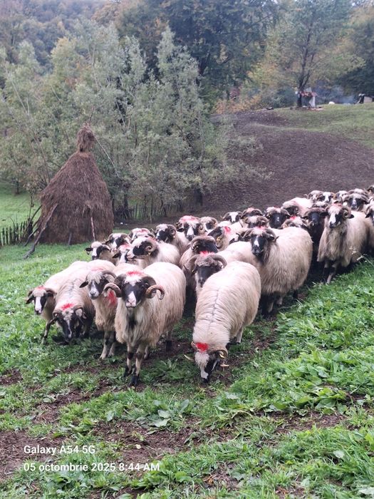 Vând oi 50 de bucați