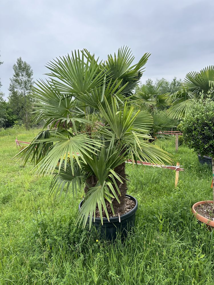 Palmieri de vanzare multitulpinar