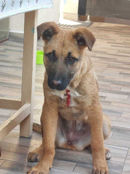 Lucky este pregatita pentru adopție
