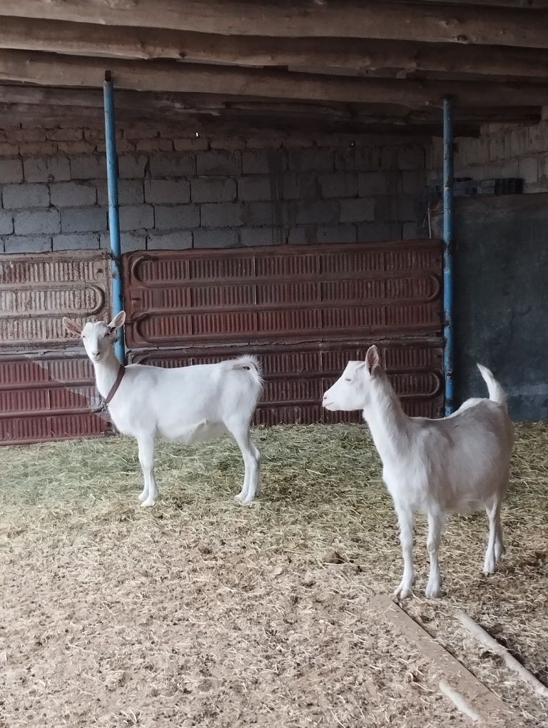Зааненские  козы