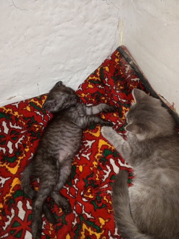 Mushuk bolasi zotor yaxshi aqilimushukcha