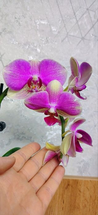 Орхидеи Phalaenopsis