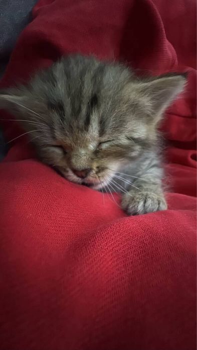 Котенок, девочка