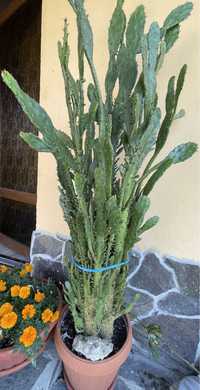 Cactus Opuntia monocantha variegata