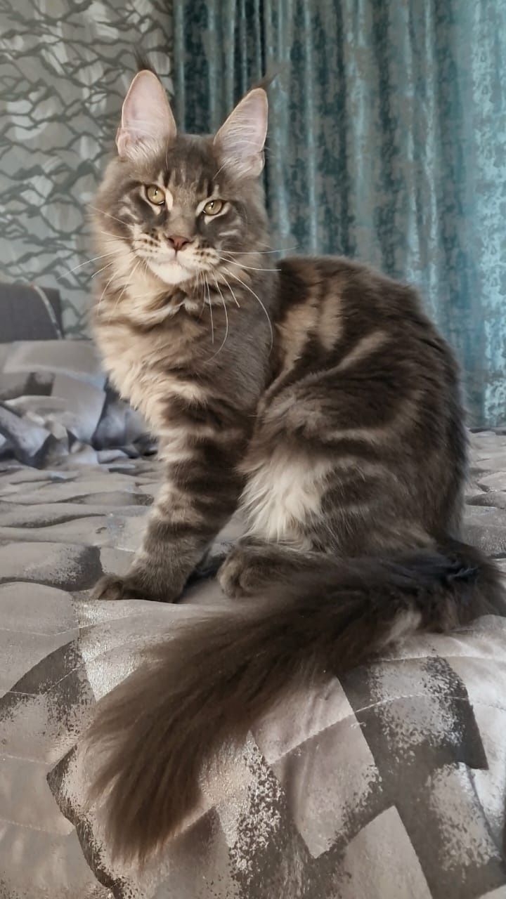 Котёнок Мейн-Кун