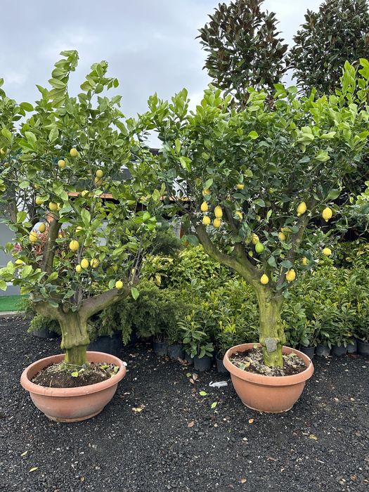 Tuia brazi maslini palimeri acuba pom-pom bosai spirale artarijaponezi