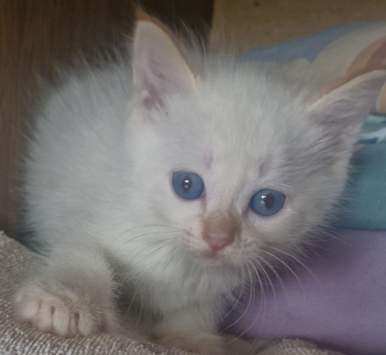 Отдам котят очень красивых.