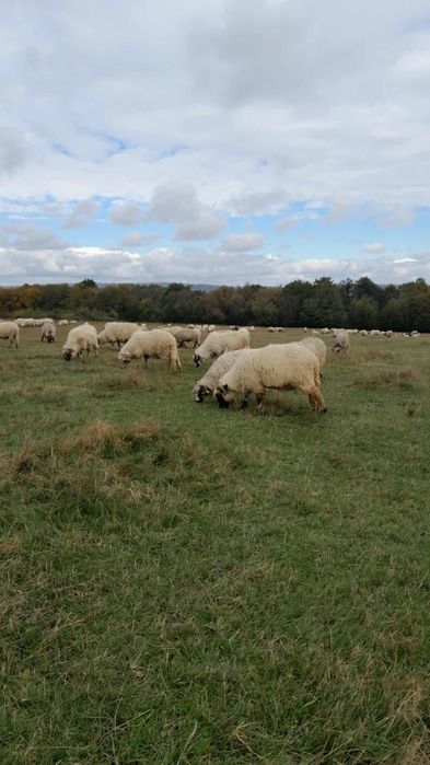 Vând oi bune de ținut