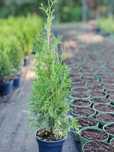 Западна туя Фастигиата (Thuja occidentalis Fastigiata)