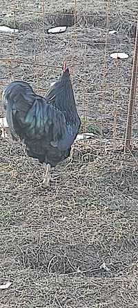 Ouă ptr incubație, găini Australorp albastru, negru și splech