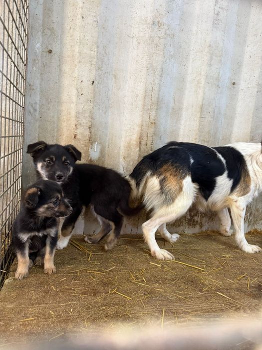 Щенки ждут любящих хозяев