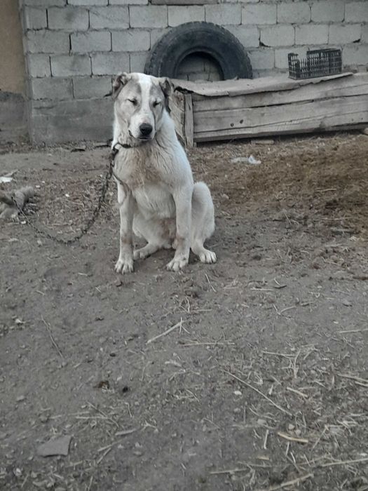 Ұрғашы күшік сатлады