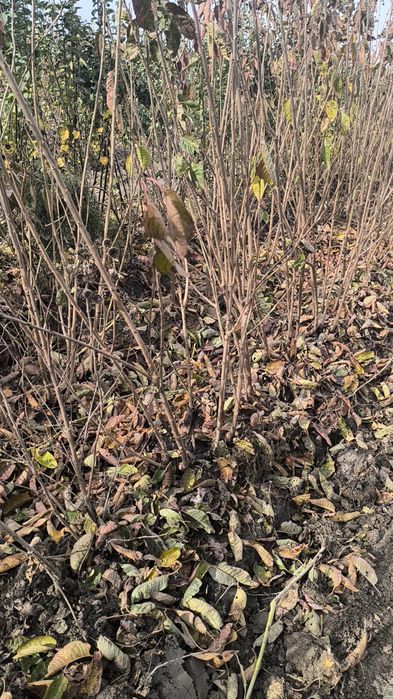 Гилос. Напалион. Мингтапол. Сикина