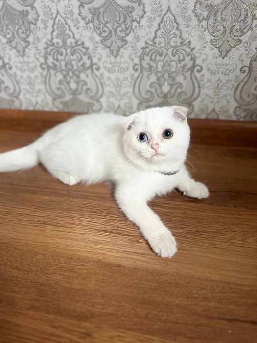 Kozi ikki xil mushuk