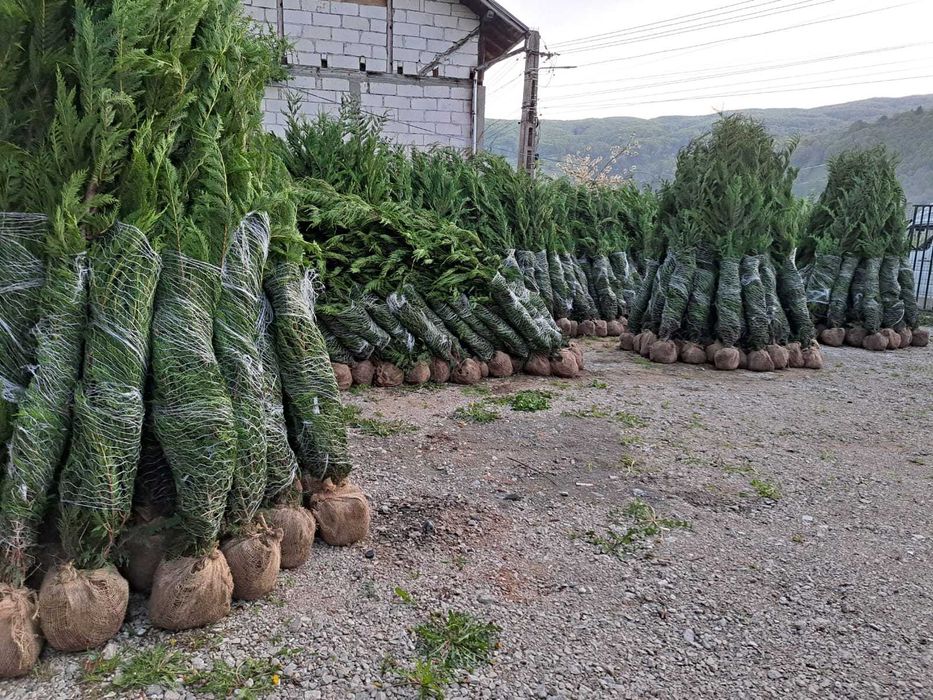 Leylandii Cupressocyparis – Barieră naturală verde tot anul!