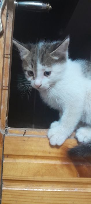 Hadyaga mushuk main con va oddi chatshgani