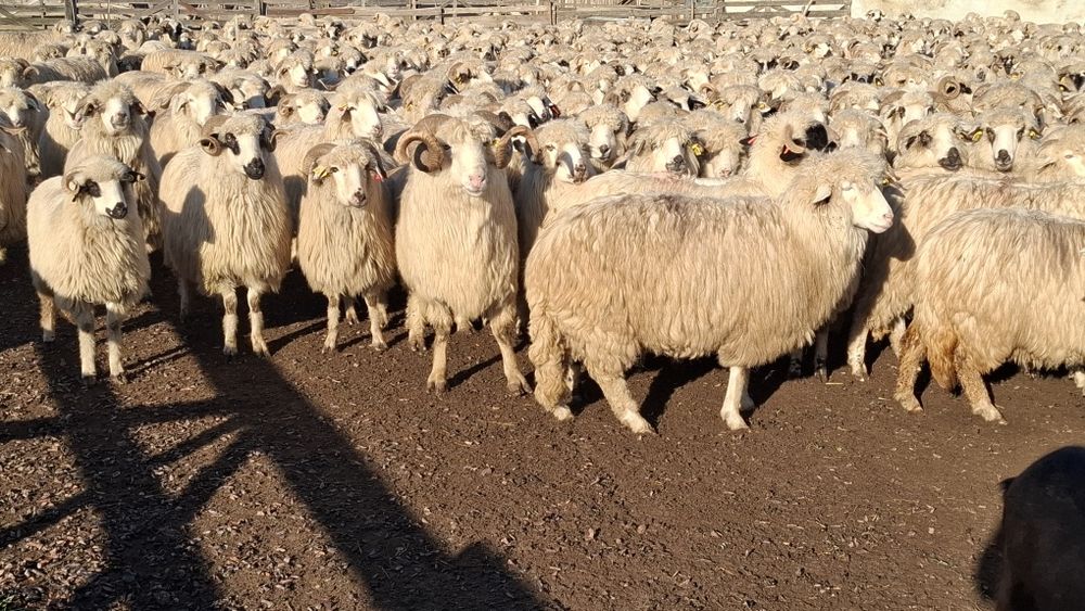 Vând  oi  turcane